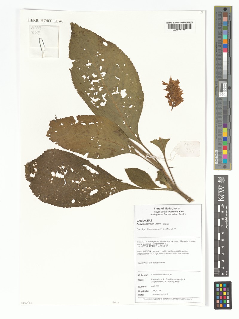 Achyrospermum urens photo 2
