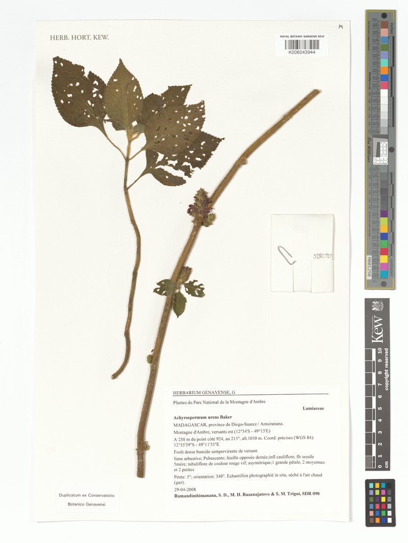 Achyrospermum urens photo 3