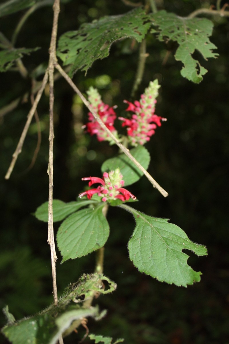 Achyrospermum urens
