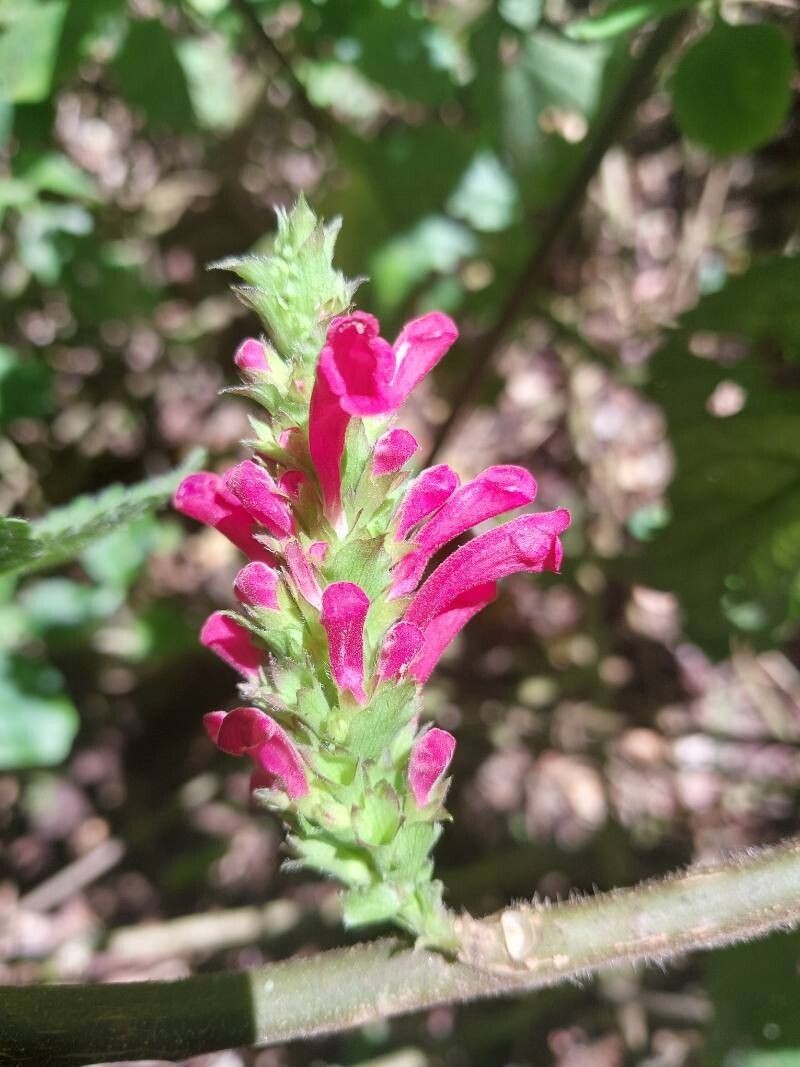 Achyrospermum urens photo 4
