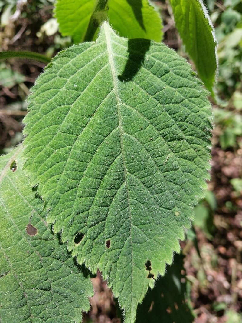 Achyrospermum urens photo 5