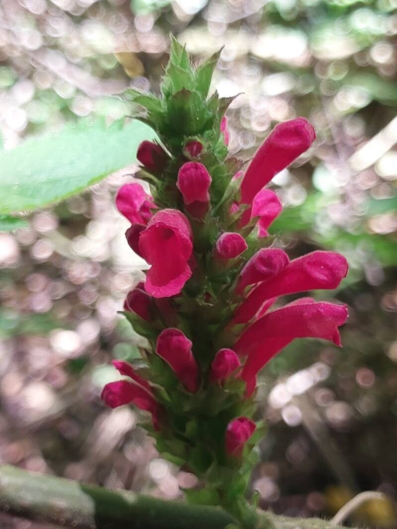 Achyrospermum urens photo 6
