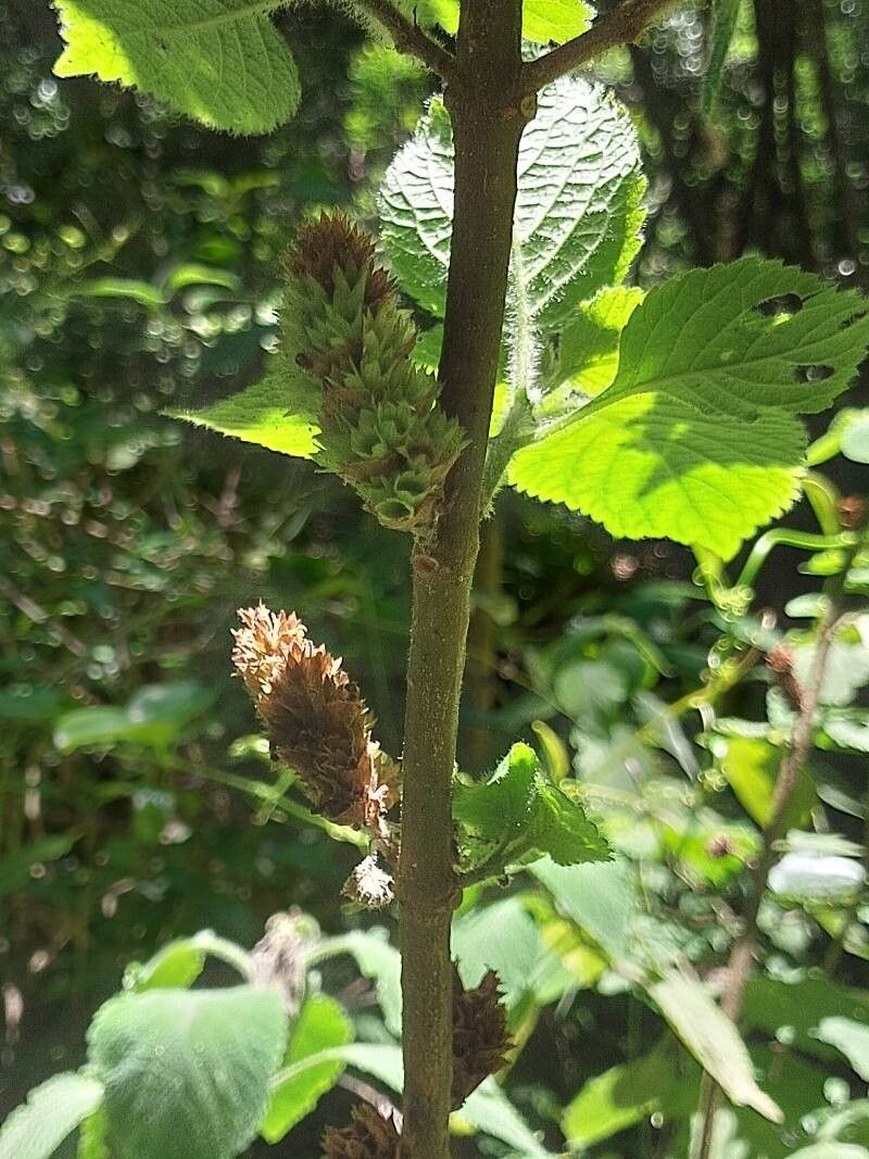 Achyrospermum urens photo 7