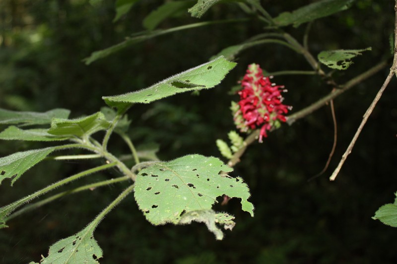 Achyrospermum urens photo 8