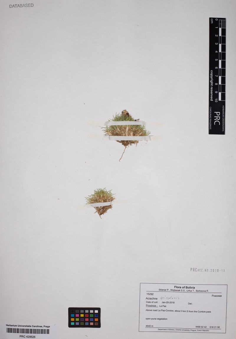 Aciachne acicularis