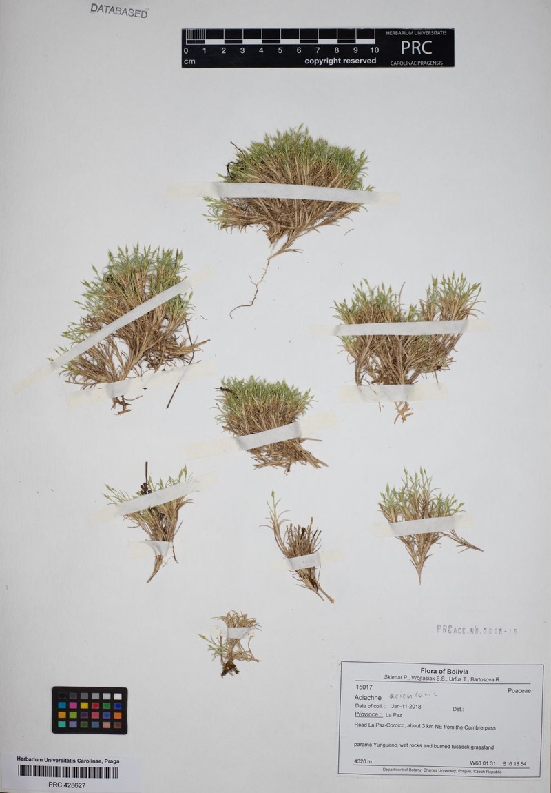 Aciachne acicularis photo 2