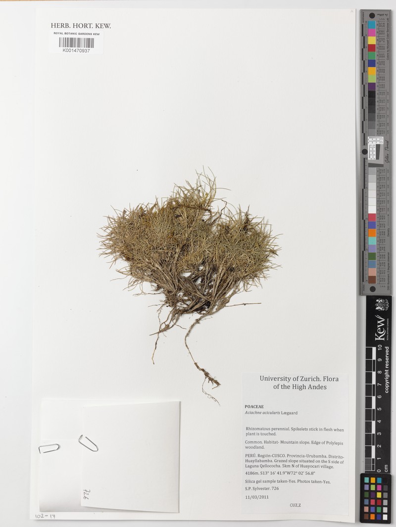 Aciachne acicularis photo 3