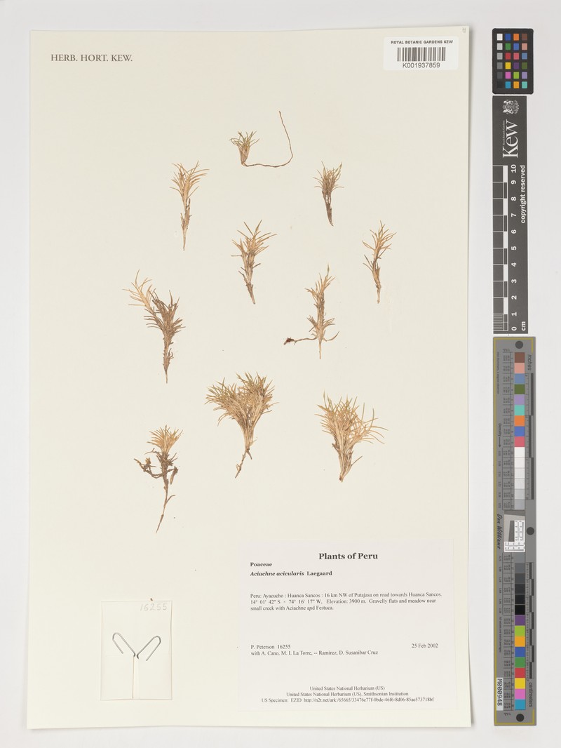 Aciachne acicularis photo 4