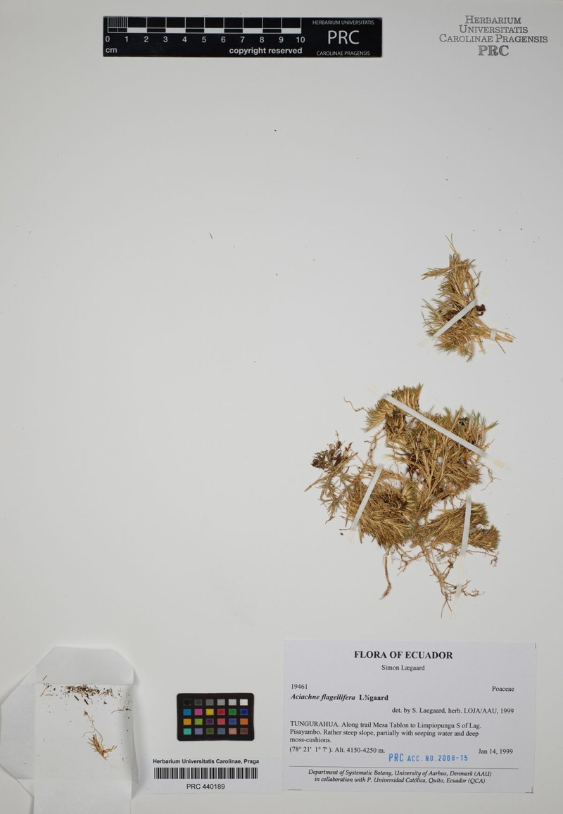 Aciachne flagellifera