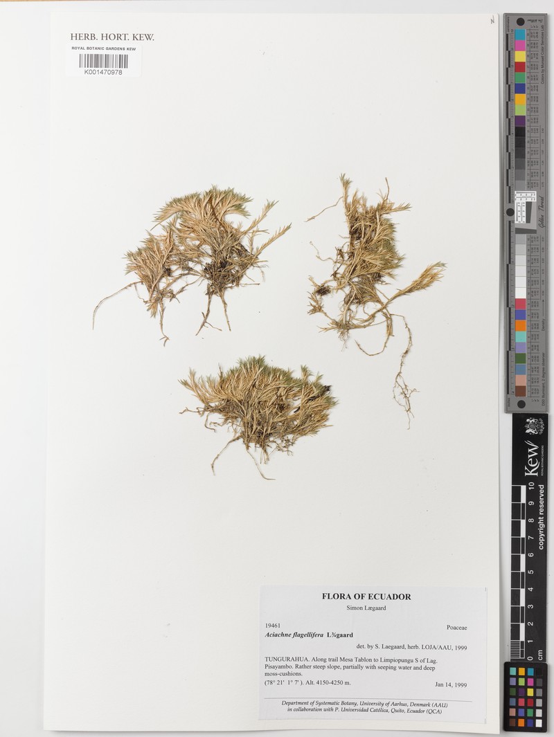 Aciachne flagellifera photo 2