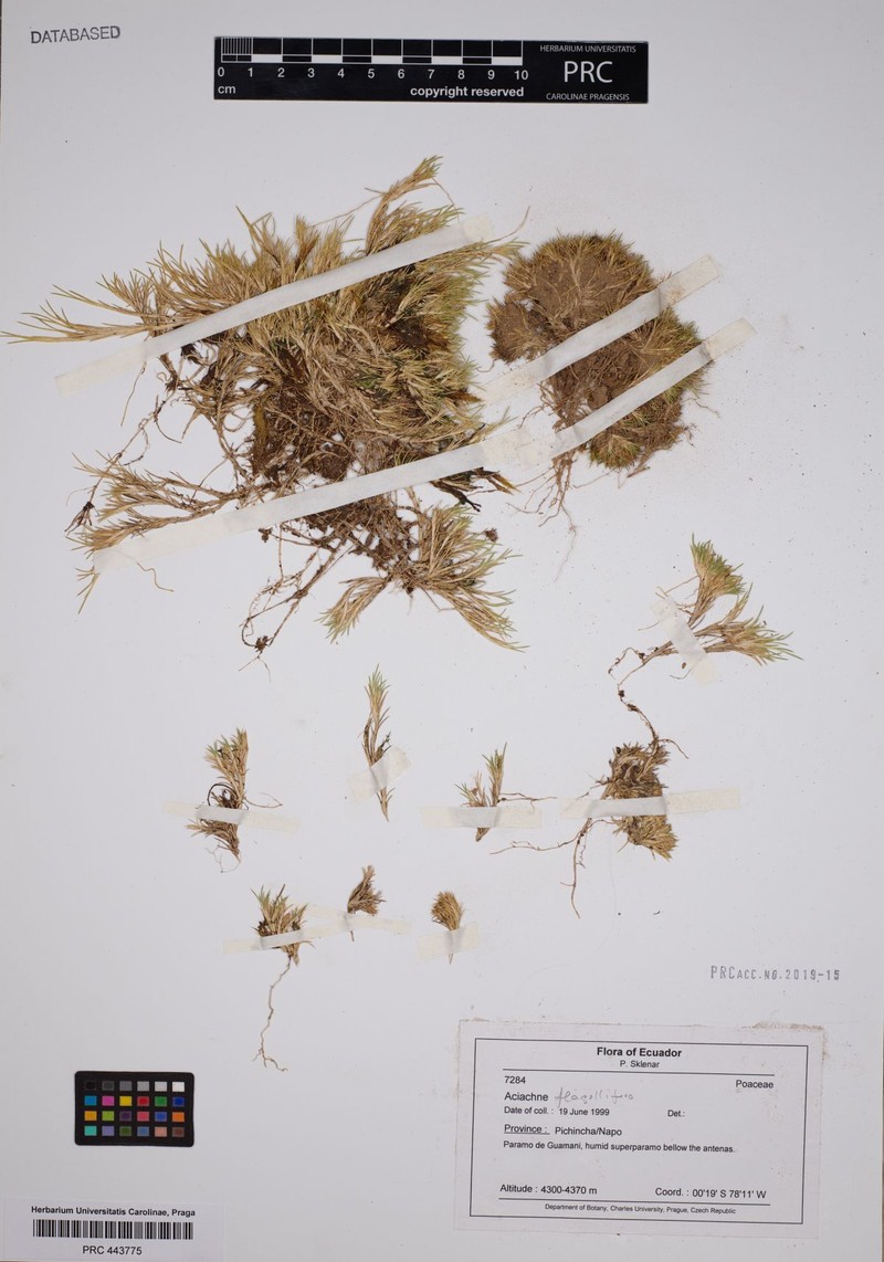 Aciachne flagellifera photo 3