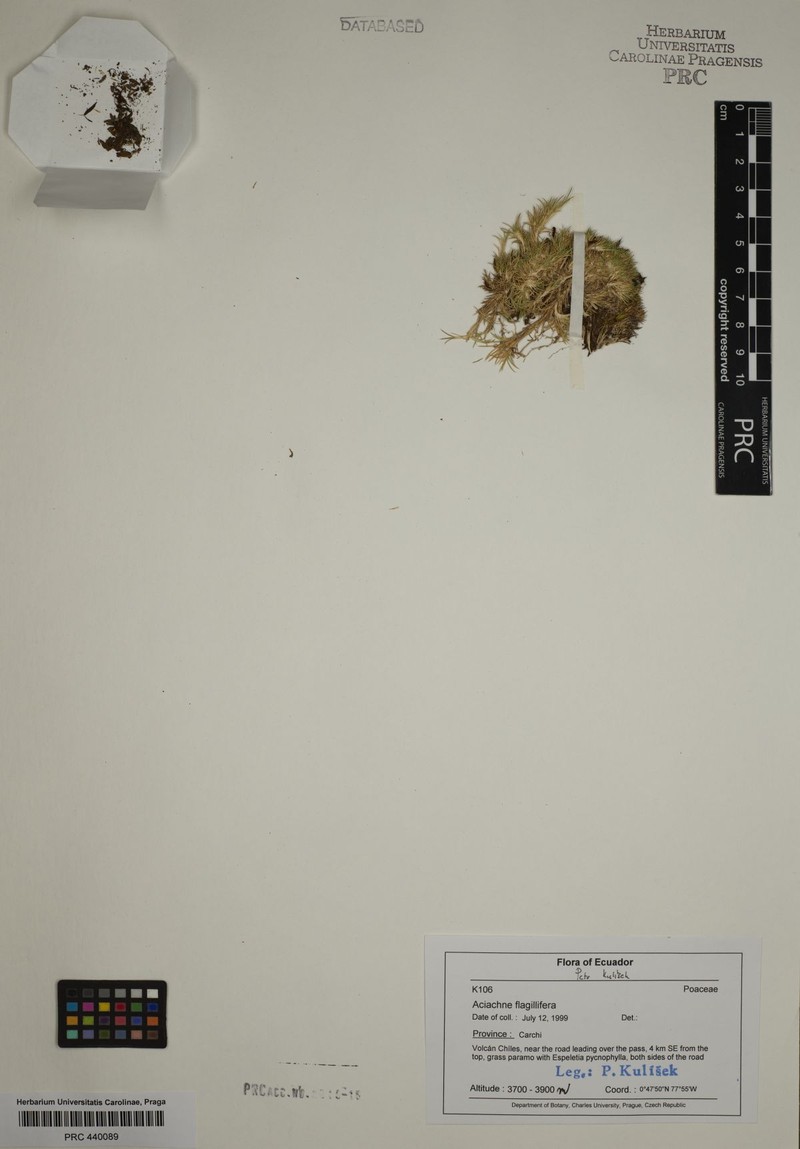 Aciachne flagellifera photo 4