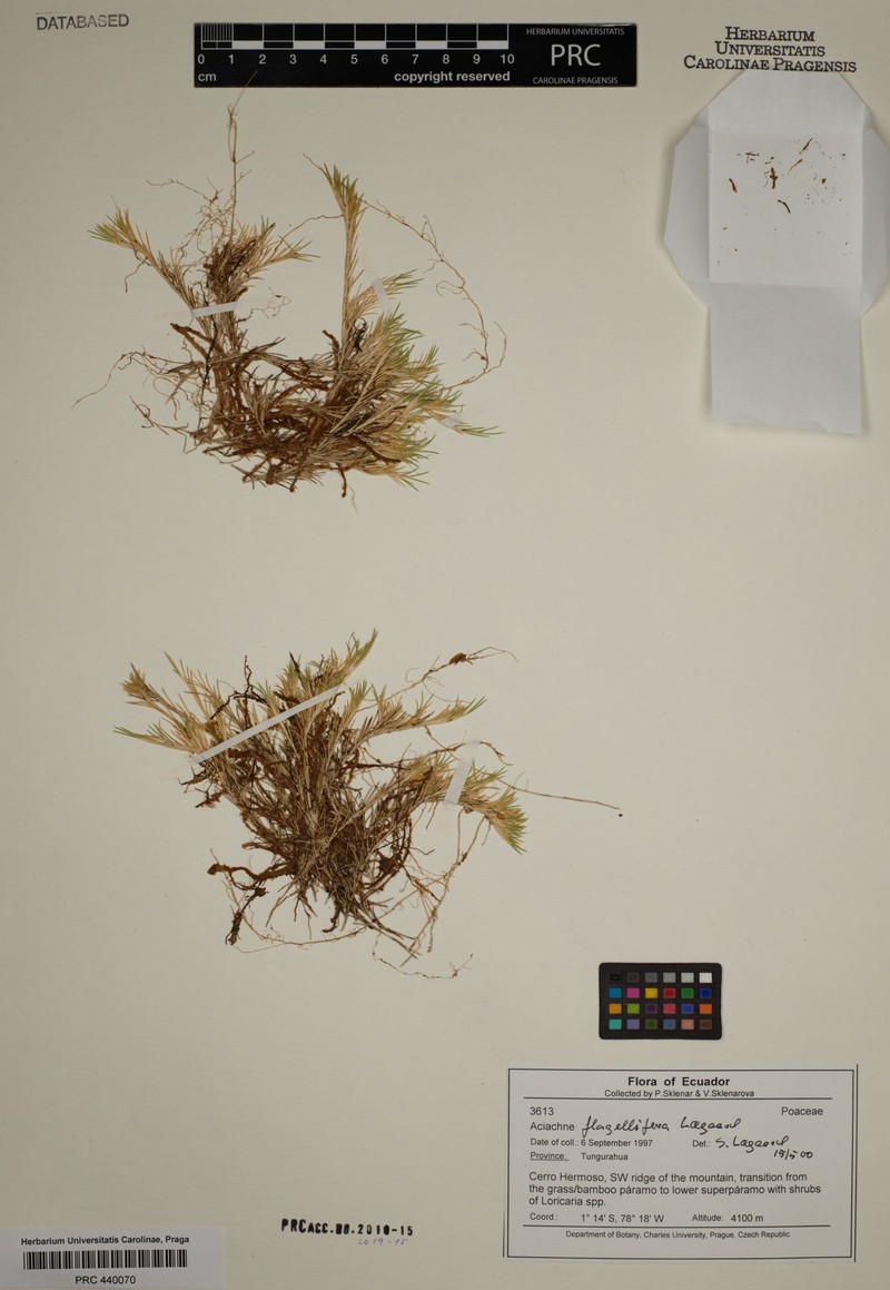 Aciachne flagellifera photo 5