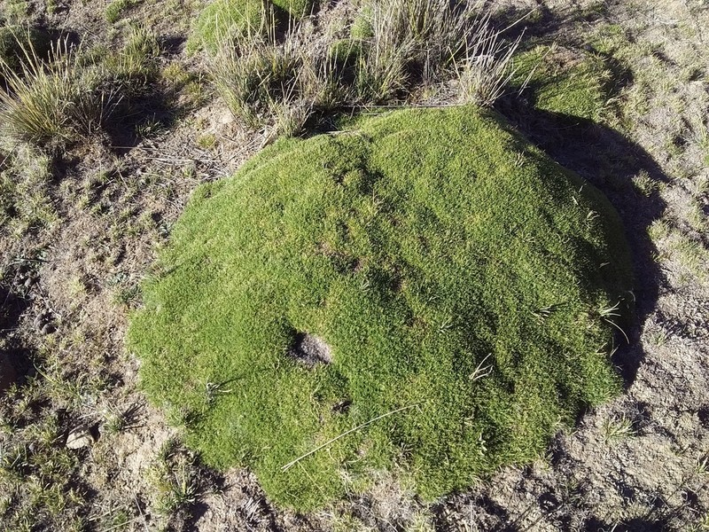 Aciachne pulvinata