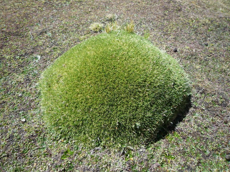 Aciachne pulvinata photo 2
