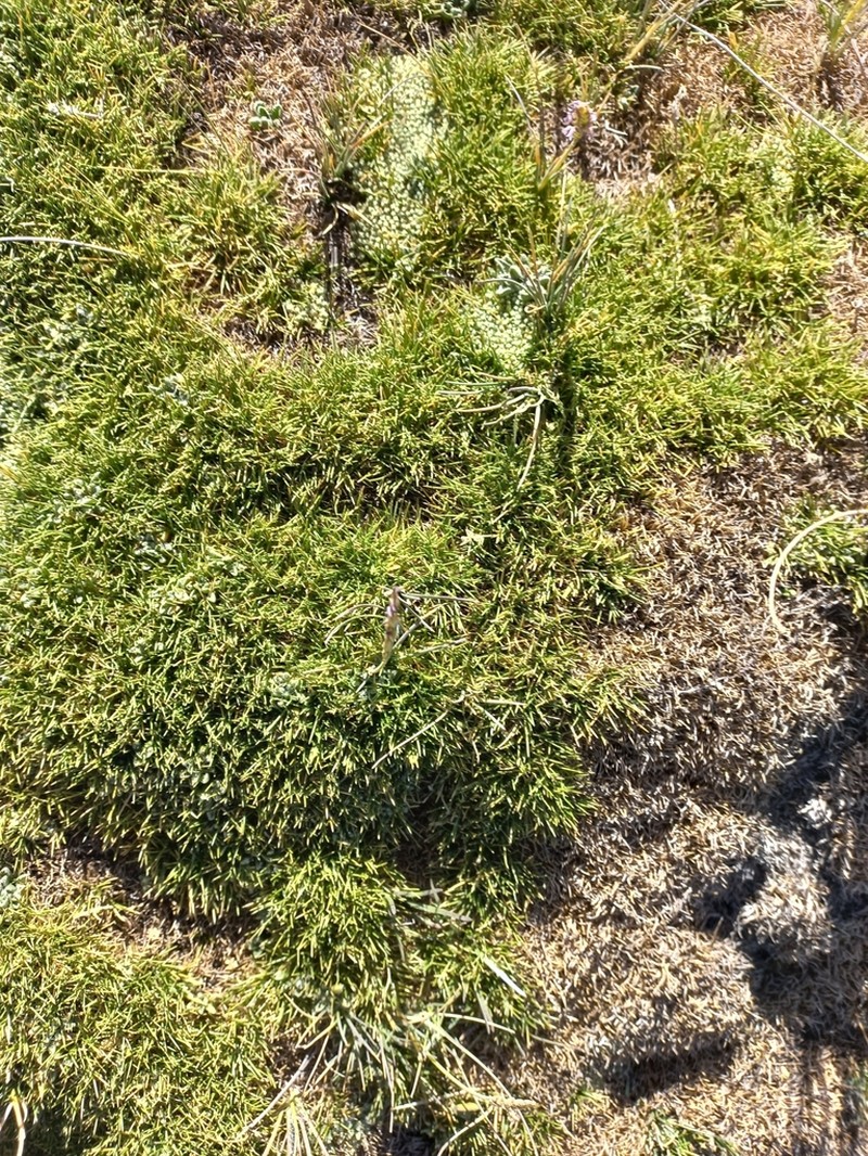 Aciachne pulvinata photo 3
