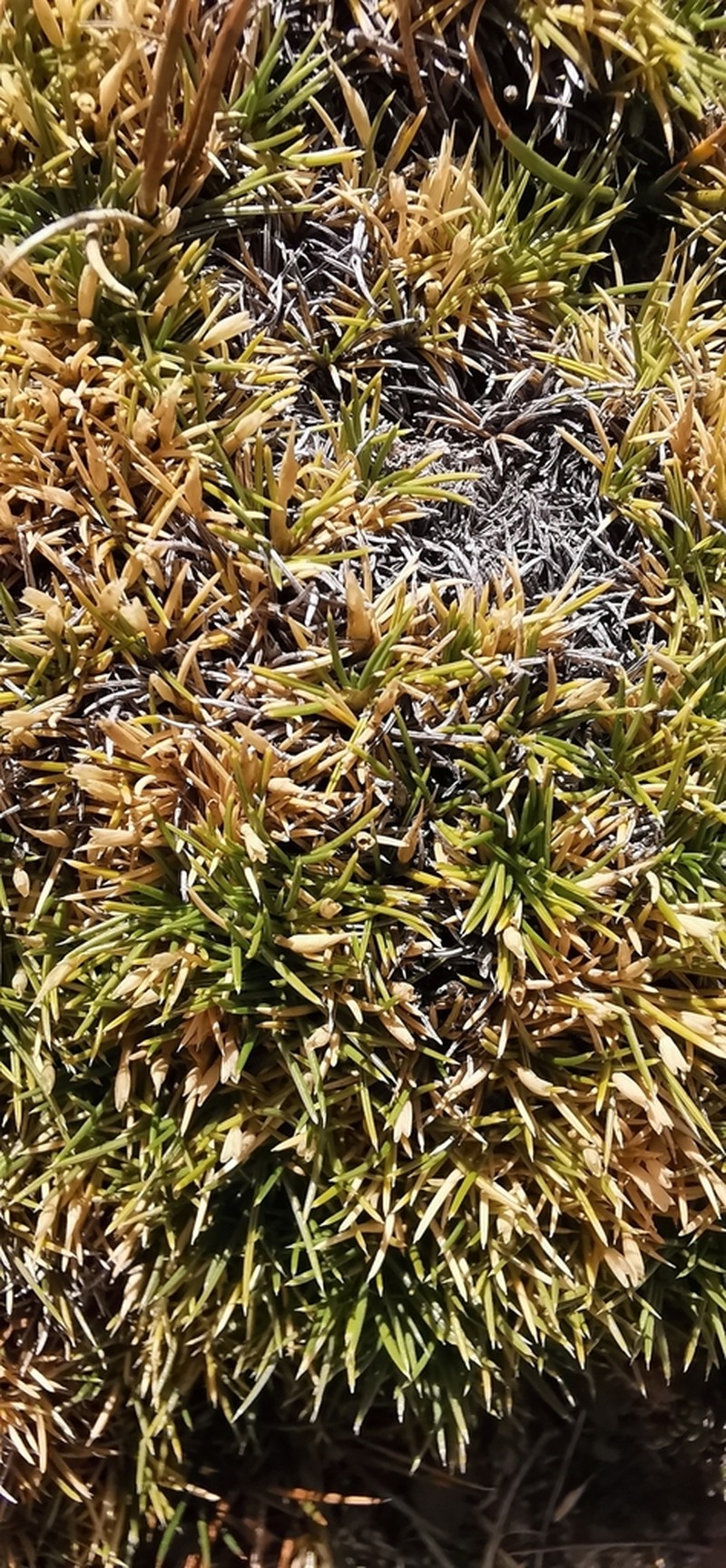 Aciachne pulvinata photo 4