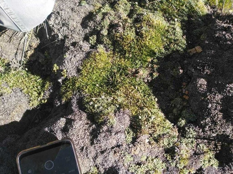 Aciachne pulvinata photo 5