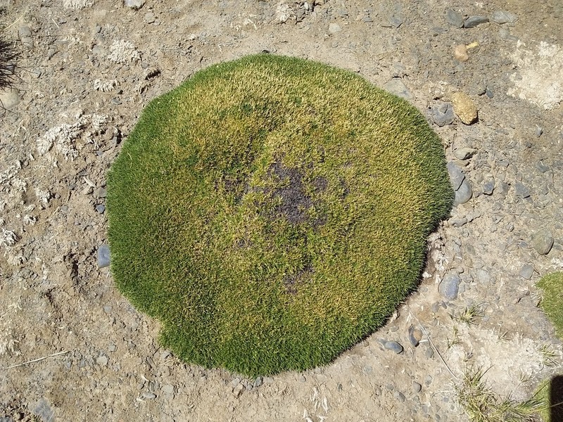 Aciachne pulvinata photo 6