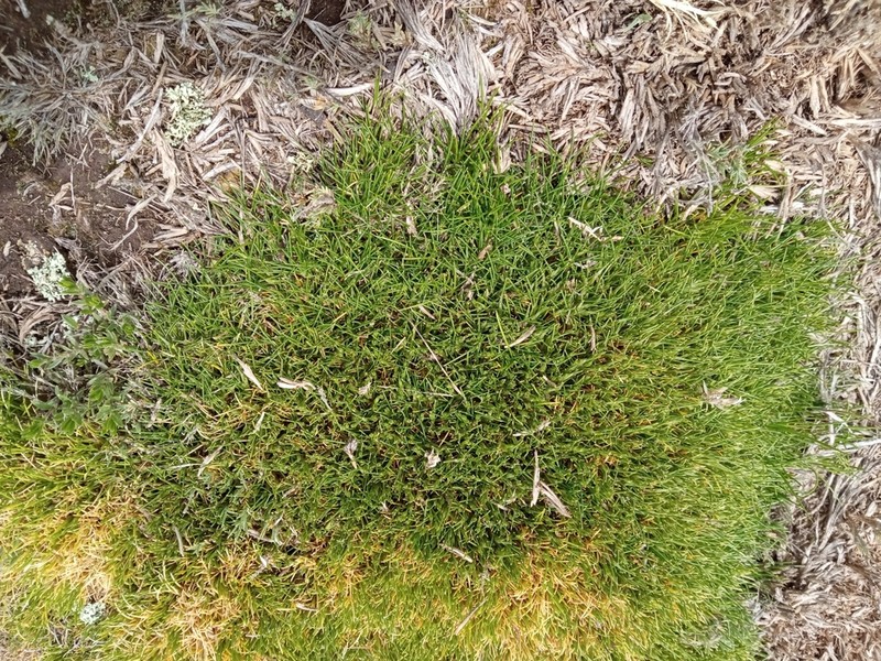Aciachne pulvinata photo 7