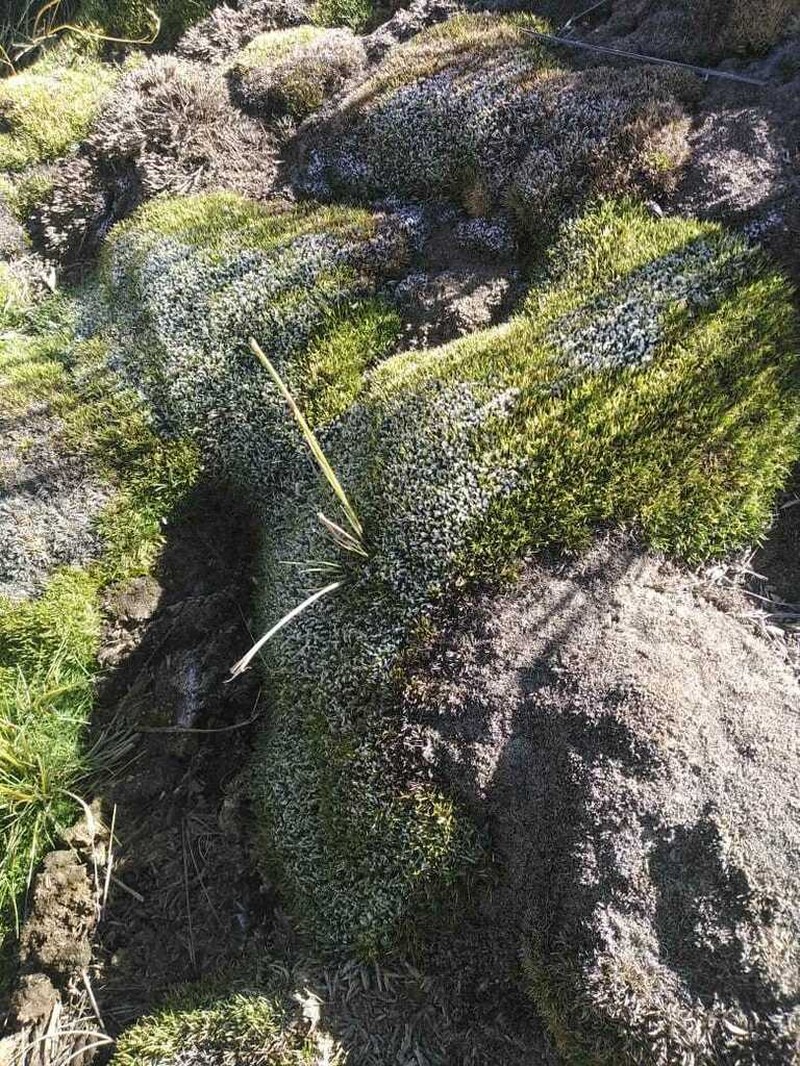 Aciachne pulvinata photo 8