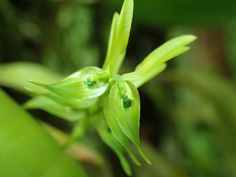 Acianthera aberrans photo 2