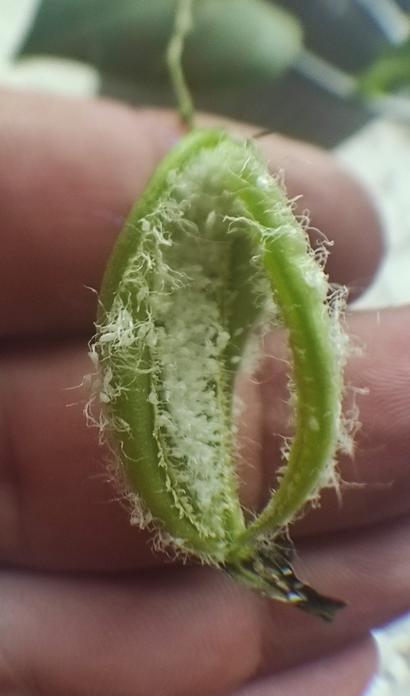 Acianthera aberrans photo 3