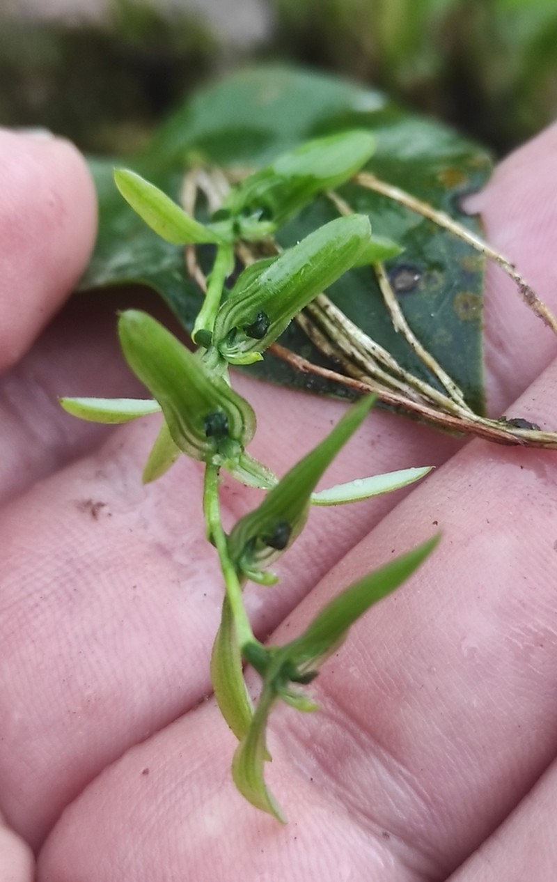 Acianthera aberrans photo 4