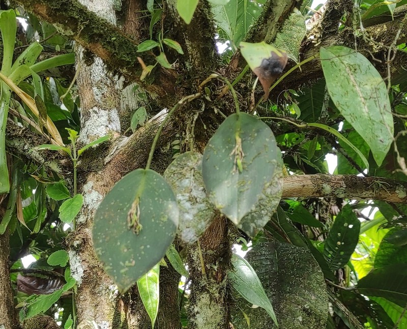 Acianthera aberrans photo 6