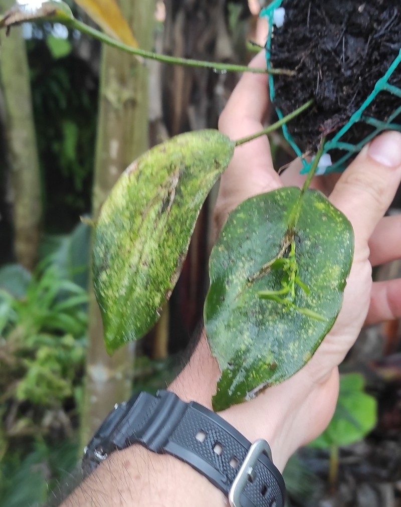 Acianthera aberrans photo 7