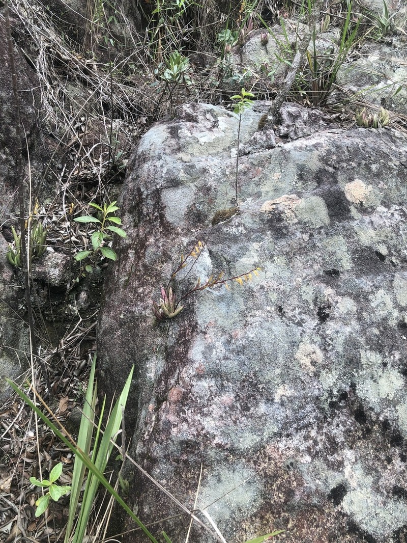 Acianthera adamantinensis photo 3