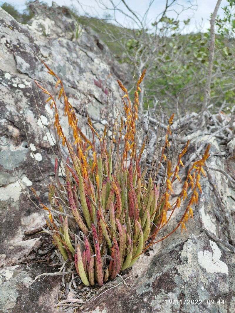 Acianthera adamantinensis photo 5