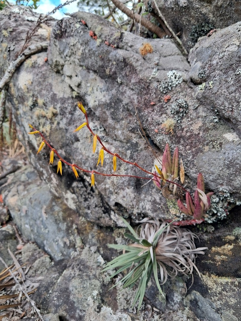 Acianthera adamantinensis photo 7
