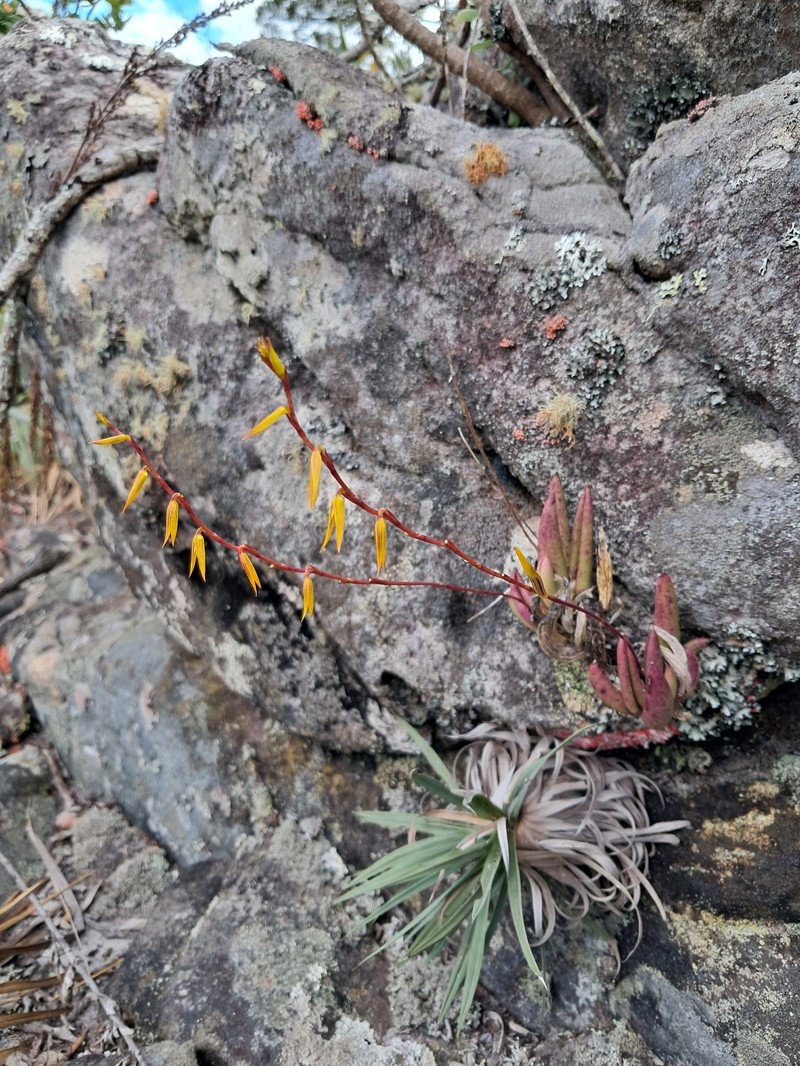 Acianthera adamantinensis photo 8