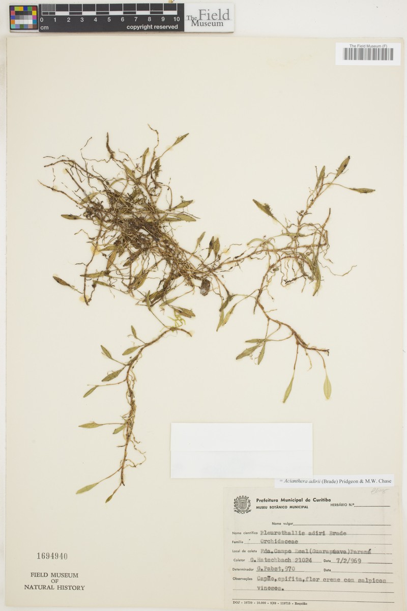 Acianthera adirii