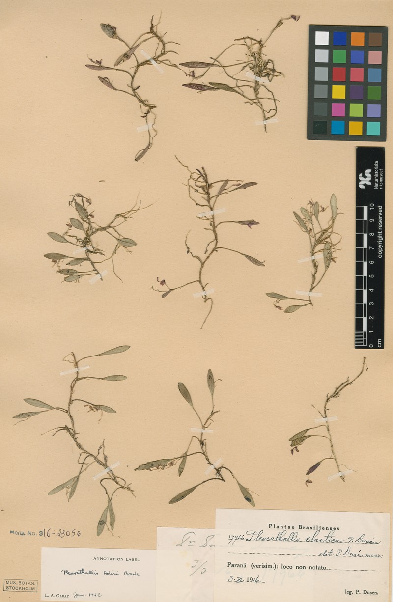 Acianthera adirii photo 2