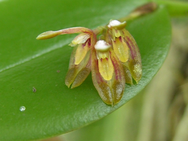 Acianthera agathophylla