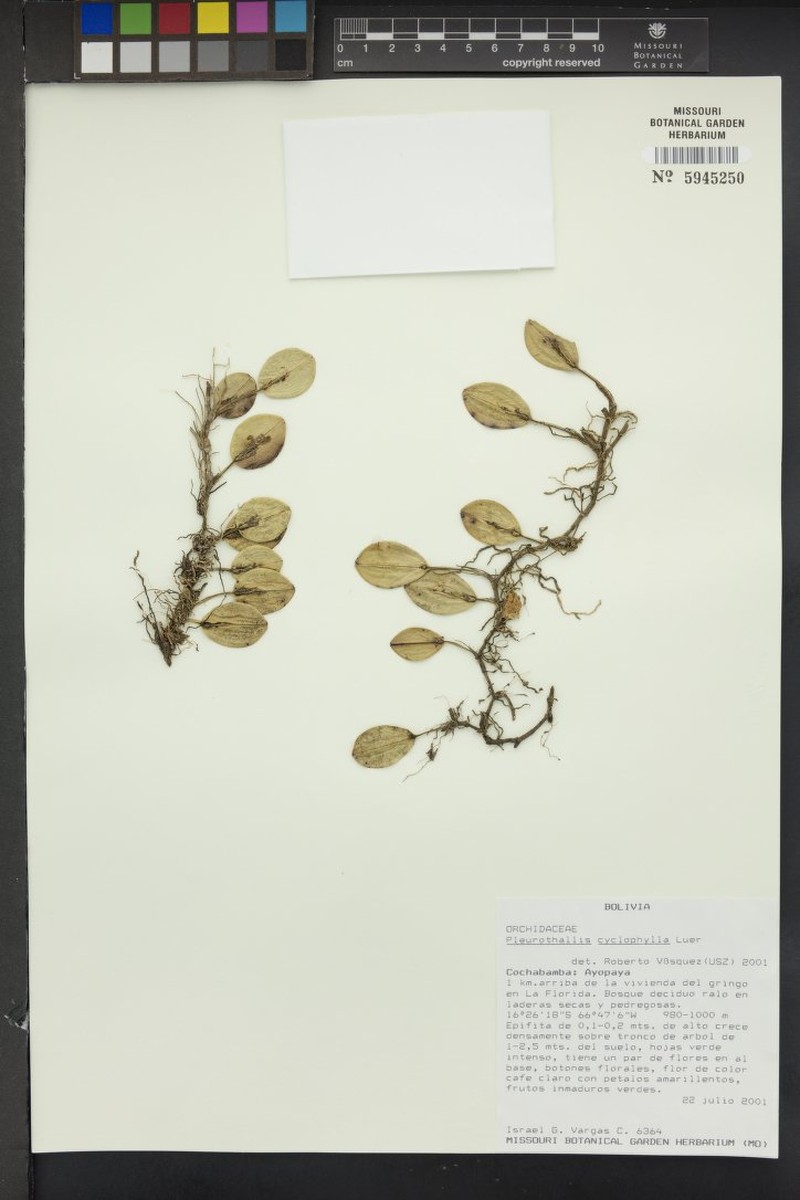 Acianthera agathophylla photo 3