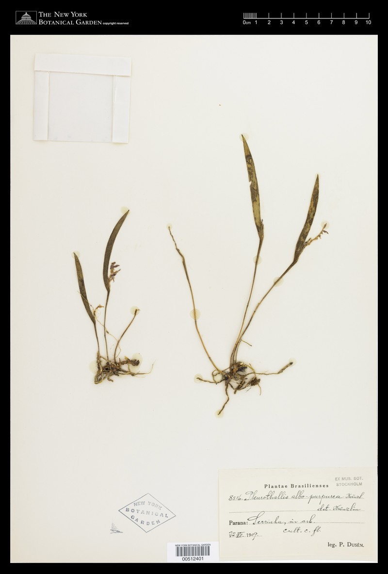 Acianthera albopurpurea photo 3