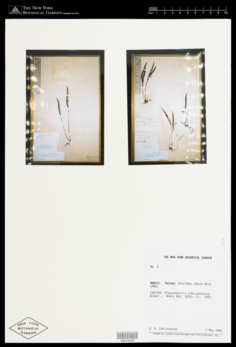 Acianthera albopurpurea photo 4