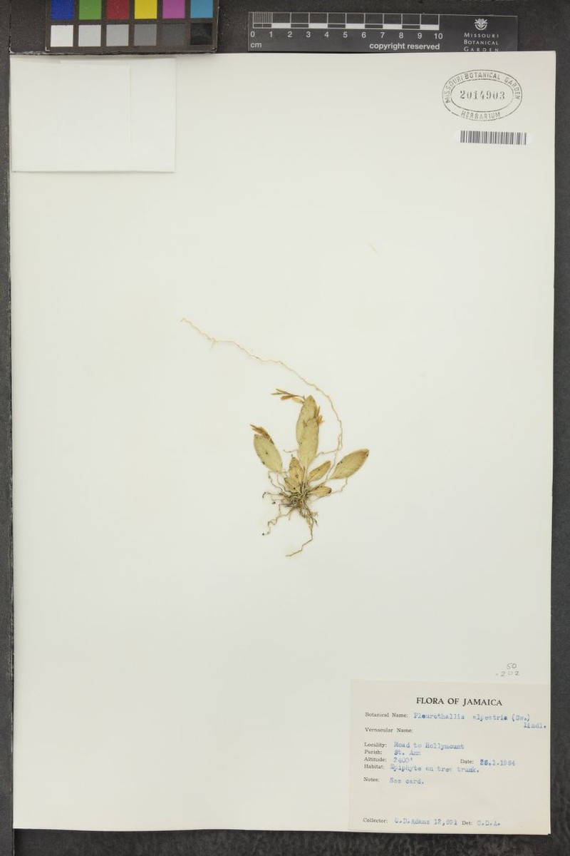 Acianthera alpestris