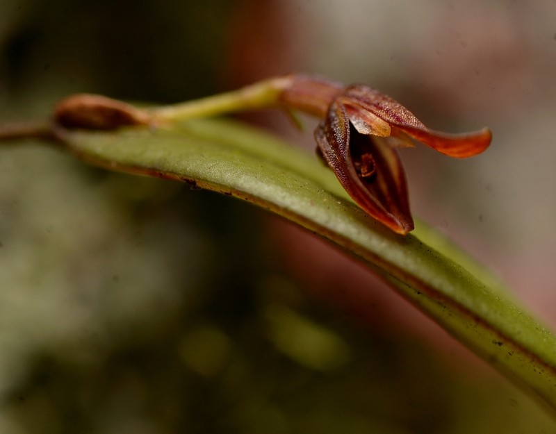 Acianthera angustifolia photo 2