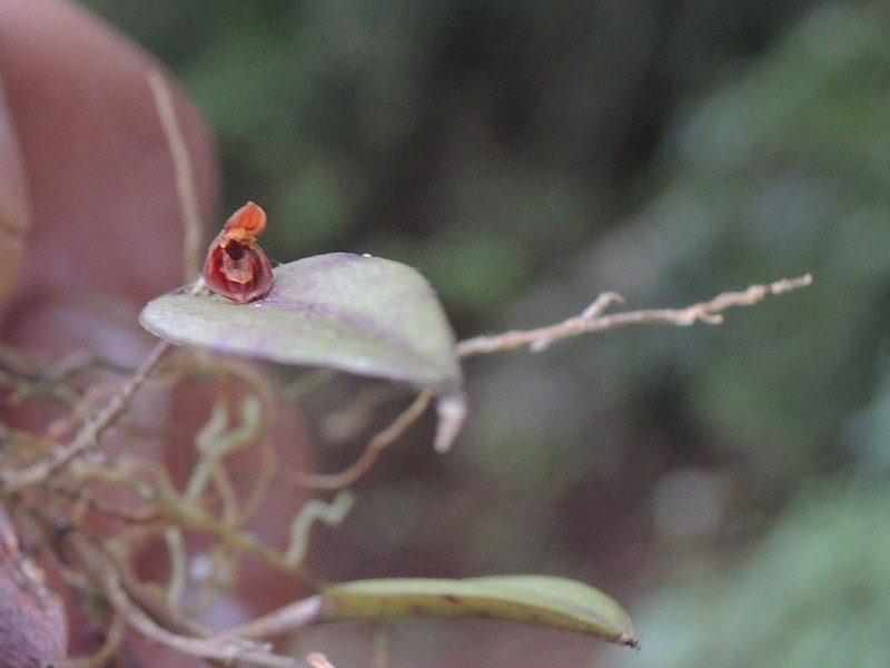 Acianthera angustifolia photo 3