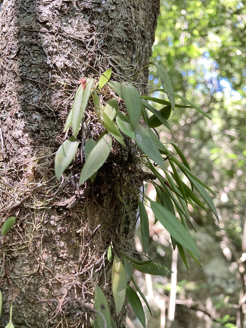 Acianthera angustifolia photo 4