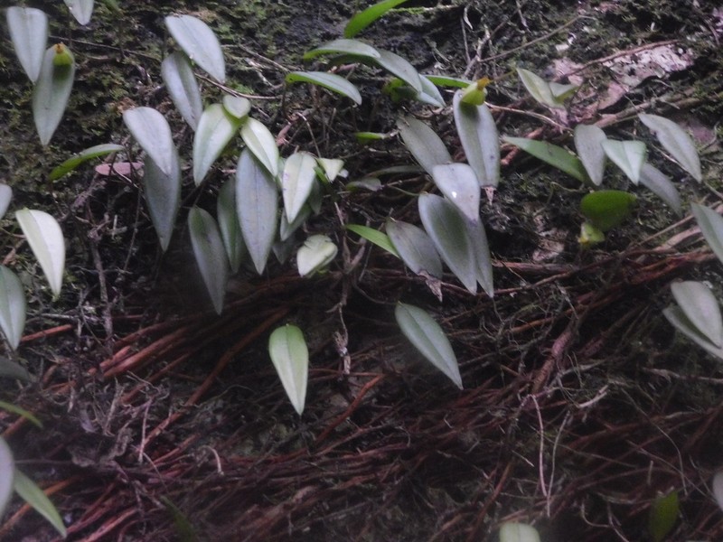 Acianthera angustifolia photo 5