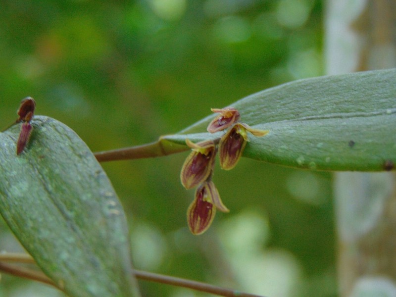 Acianthera angustifolia photo 6