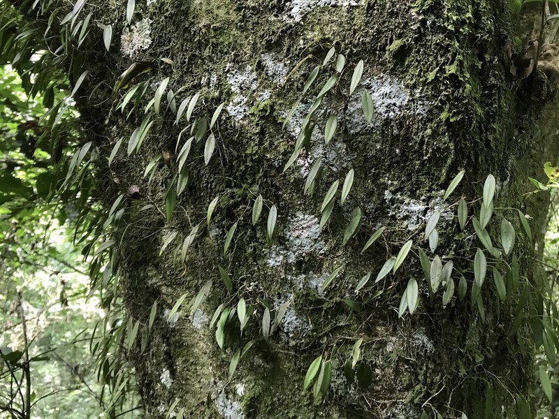Acianthera angustifolia photo 7