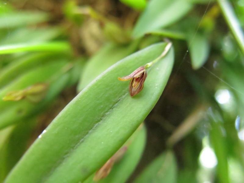 Acianthera angustifolia photo 8