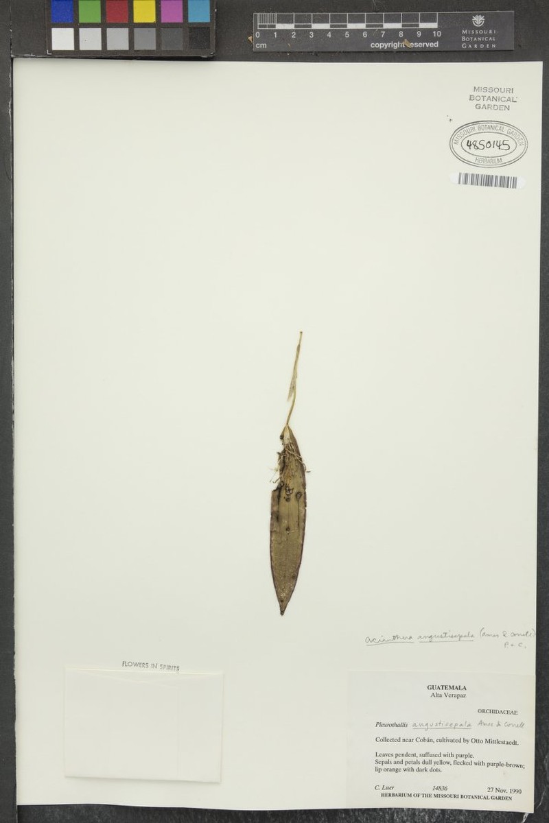 Acianthera angustisepala photo 2