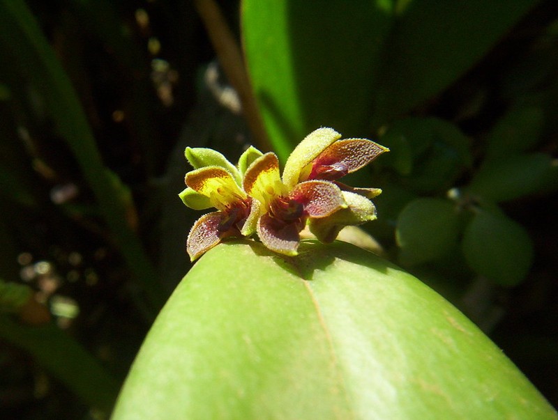 Acianthera aphthosa photo 2